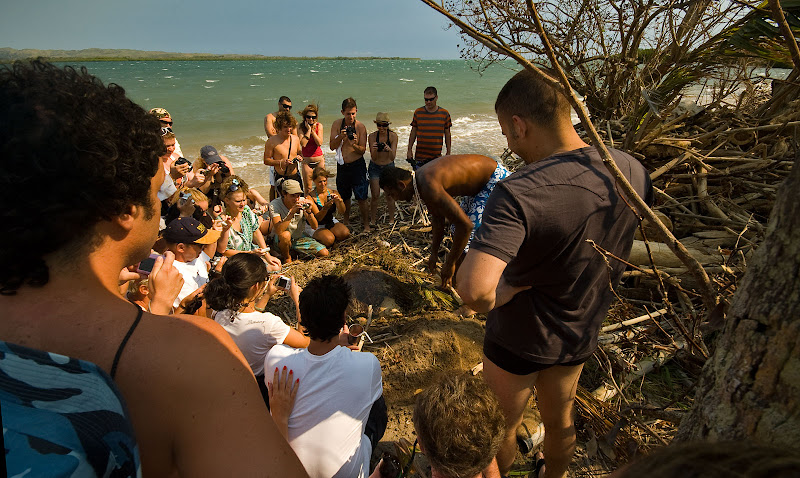 Sea Turtle Viewing at Robinson Crusoe Island