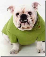 pets_fashion_7653363_122717_19042364_xl pets_fashion_7653363_122717_19042364_xl