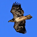 2 Yr Old Bald Eagle