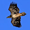 2 Yr Old Bald Eagle