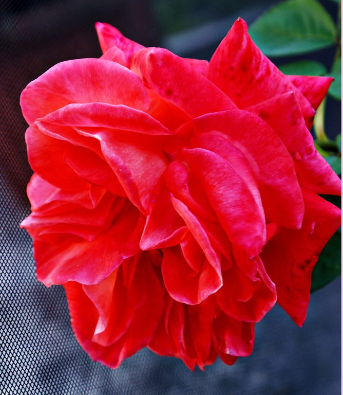 [Maggielamarre-rose[5].jpg]