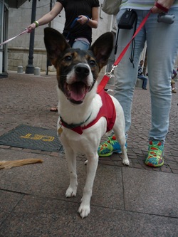 Cãonhecendo São Paulo (153)