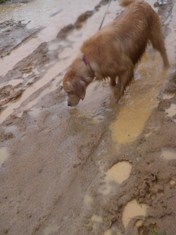 Dogs Trekking 3 (96) Dogs Trekking 3 (96)