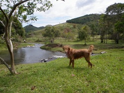 Dogs Trekking 3 (277) Dogs Trekking 3 (277)
