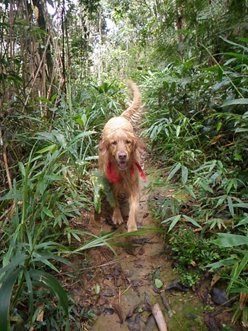 Dogs Trekking 3 (425) Dogs Trekking 3 (425)