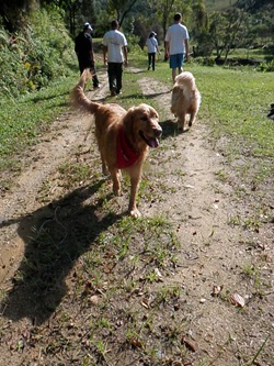 Dogs Trekking 3 (297) Dogs Trekking 3 (297)