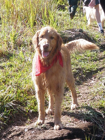 Dogs Trekking 3 (331) Dogs Trekking 3 (331)