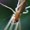 Long-jawed orb weaver