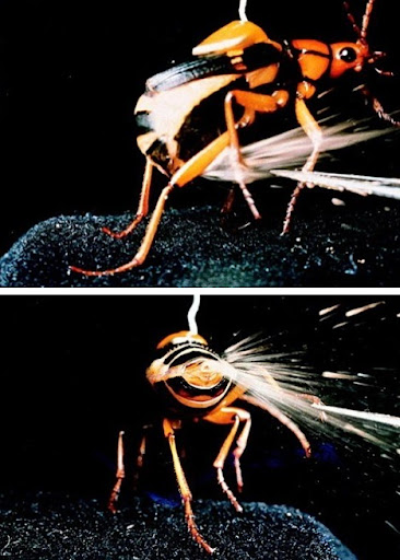 kumbang bombardir Mekanisme Pertahanan Diri Hewan Yang Dahsyat