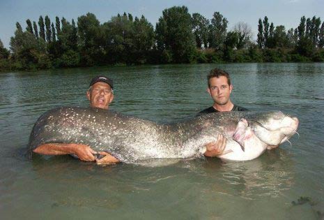 ikan mas terbesar di dunia ( unik aneh) ~ blog dalimunt
