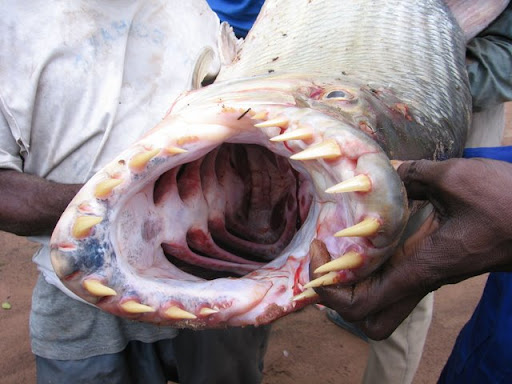 kabar--aneh.blogspot.com - 10 Ikan Pemangsa Paling Mematikan