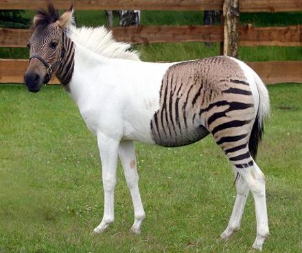 zebroid-kawin-silang-zebra-kuda-01.jpg