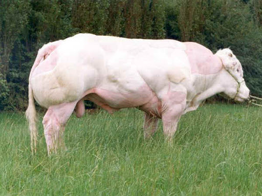 Super Cow from Belgia