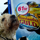 Fyllehund