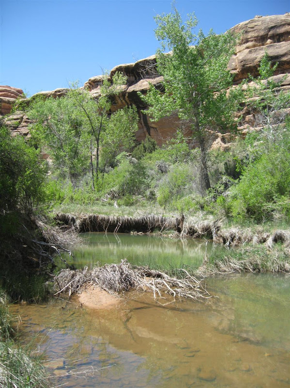 springs in Lost Canyon Photo