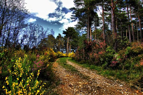 El pinar de La Pola de Gordón (León).- Foto de Alfredo G. Álvarez