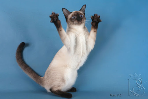 Tais Magic Cat