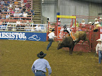 bull riding