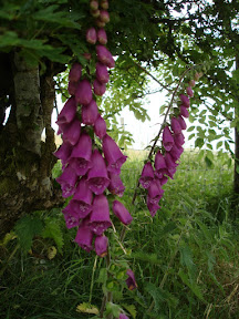 DSC05287.JPG