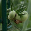 Tomato 'Copia'