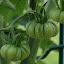 Tomato 'Noire des Cosebeuf'