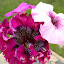 Petunia 'Superbissima'