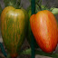 Tomato 'Striped Roman'