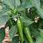 Pepper 'Bulgarian Carrot'
