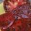 Tomato 'Black Russian'