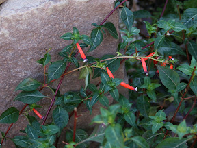 Cuphea ignea, part that the deer overlooked