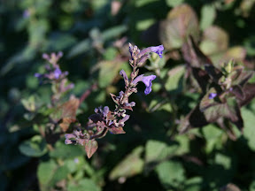 Nepeta transcaucasica 'Blue Infinity'
