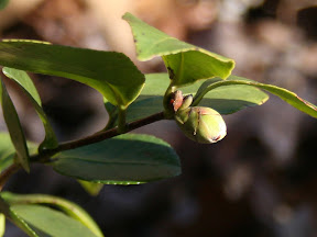 Camellia bud