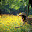 small_MG_3446.jpg