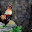 small_mg_1795.jpg