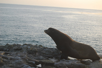 Elephant seals chew the legs off surfers, Mr. "D" said.
