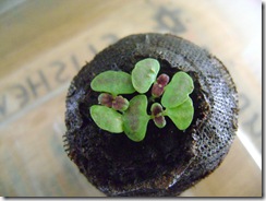 xplants 001