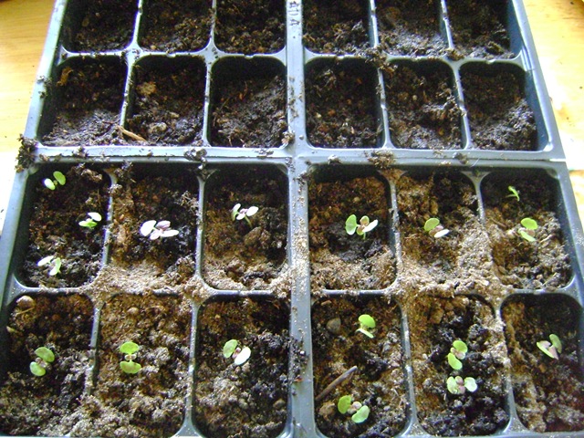 [xplants 003[2].jpg]