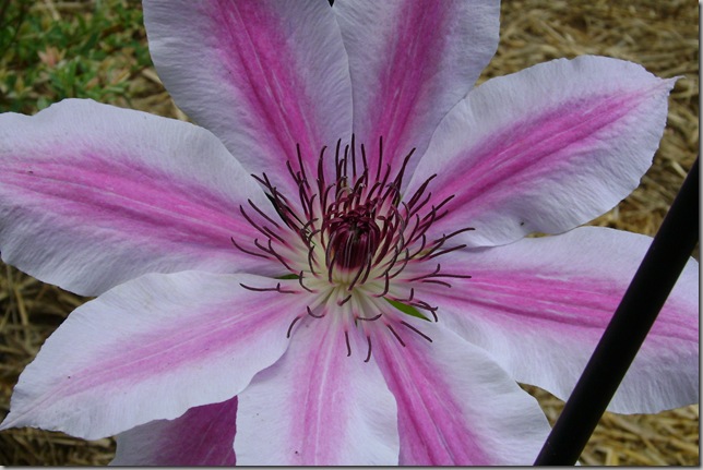 Nelly Moser clematis - the only bloom!