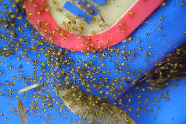 [spiderswarm 2009-06-01 004[3].jpg]
