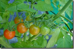 temp_last year tomatoes