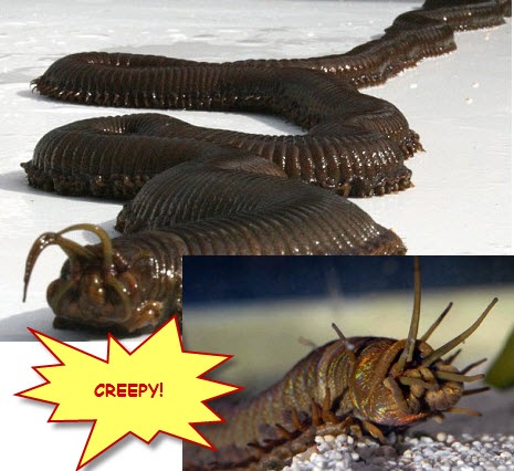 [Sea Worm - polychaete worm in UK[5].jpg]