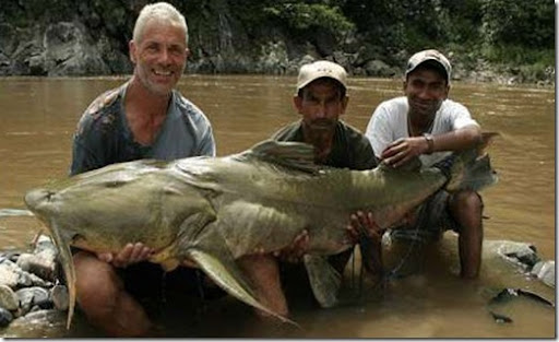 Goonch River Monster