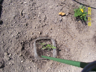 tomato plant #4