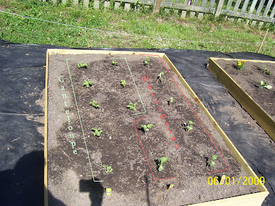 Cantelopes and watermelons