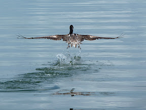 Pelican takes off