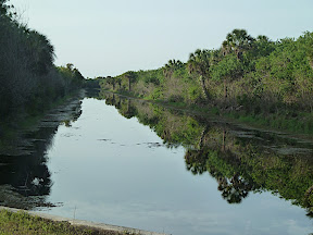 Picayune Strand Forest