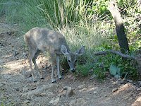 Emory Peak Trail Photo