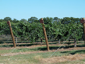 Vines in Texas