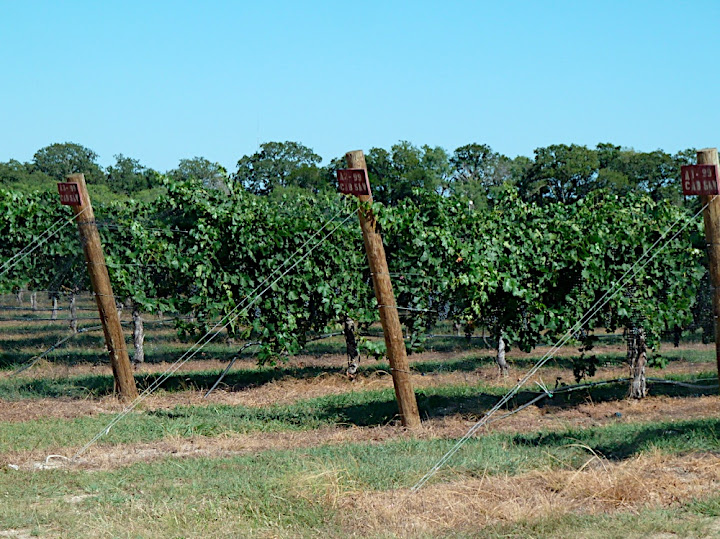 Vines in Texas