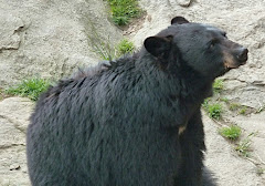 bear